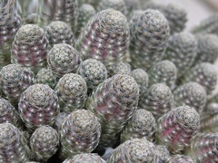 Rebutia steinmannii