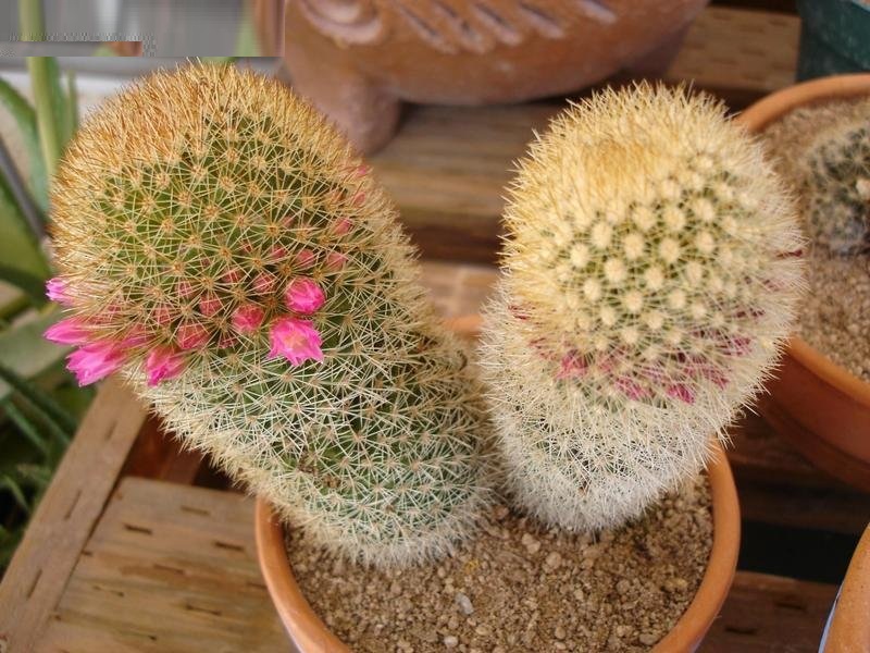 Bristle Brush Cactus