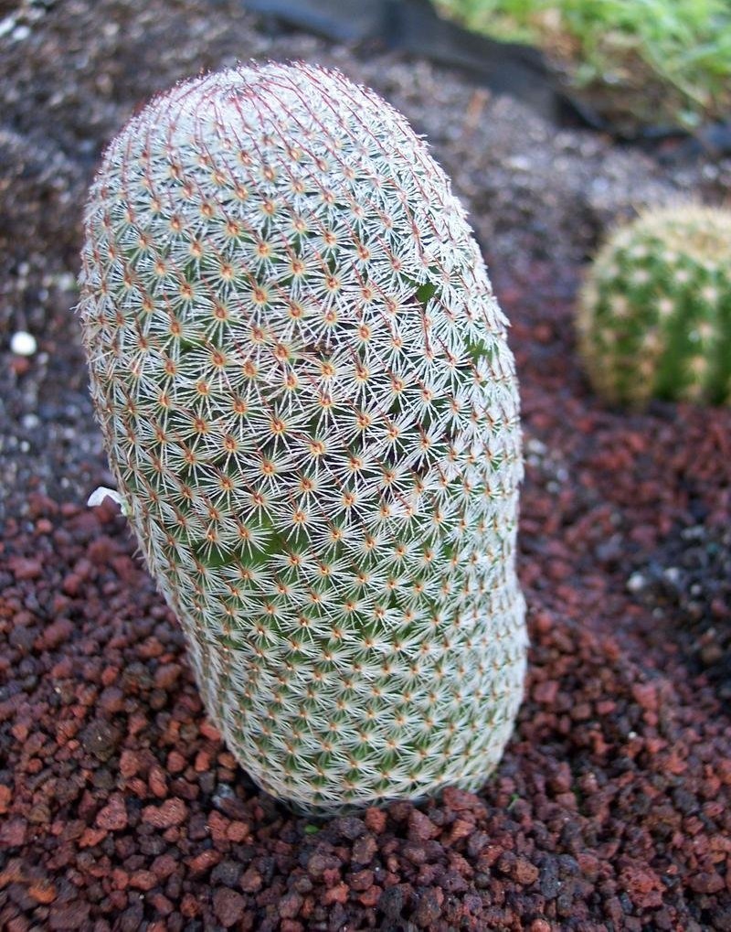 Mammillaria Species, Matuda Biznaga, Thumb Cactus