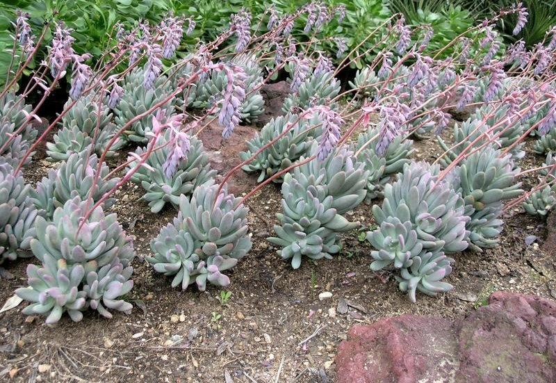 Pachyphytum Species, Sticky Moonstones