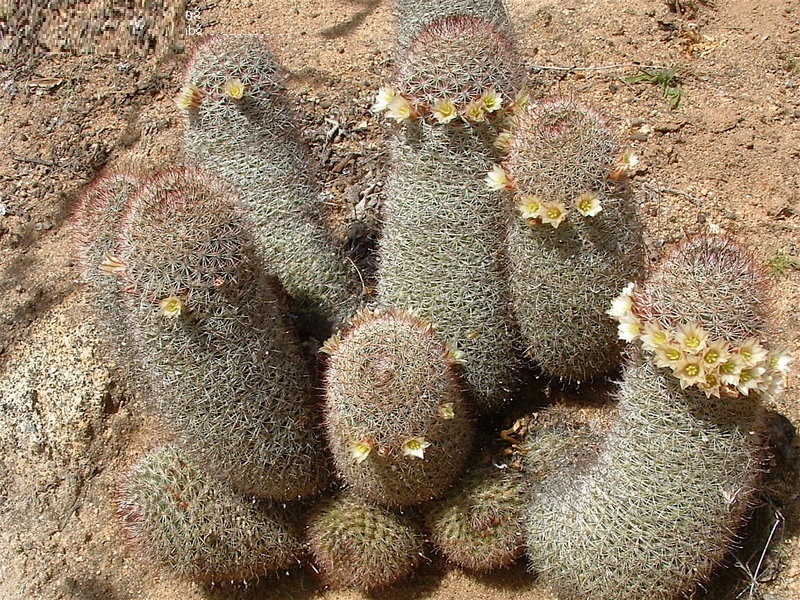 Mammillaria Species, California Fishhook Cactus, Strawberry Cactus