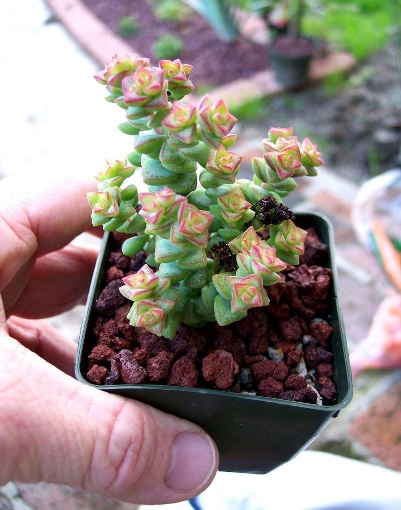 Crassula Tom Thumb