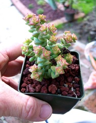 Crassula 'Tom Thumb'