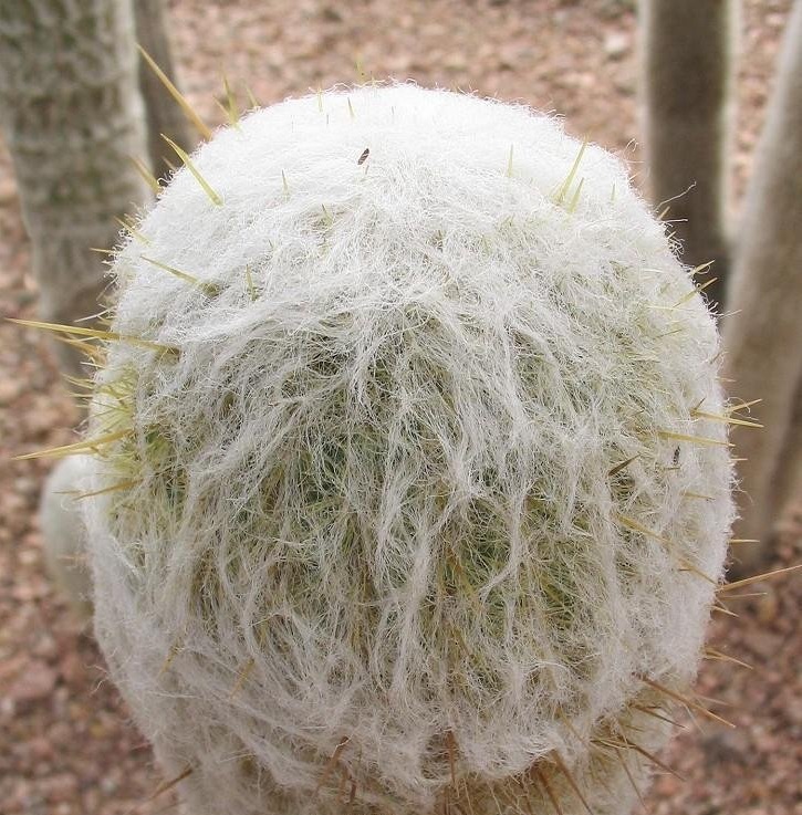 Espostoa Species