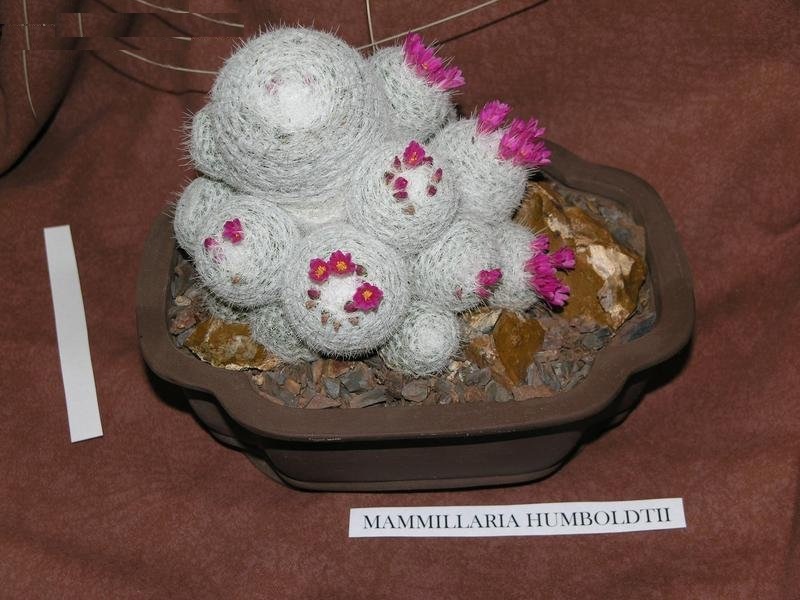 Mammillaria humboldtii