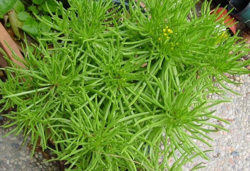 Senecio Himalaya