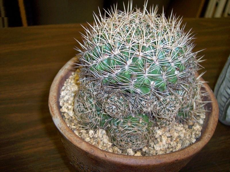 Rebutia Species, Steinbachs Crown Cactus