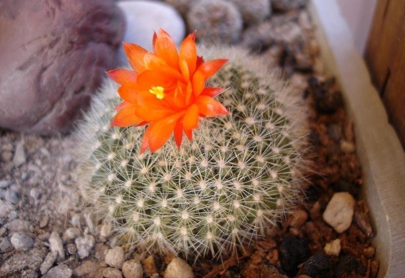 Scarlet Ball Cactus