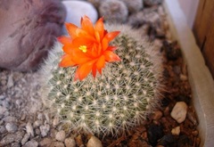 Scarlet Ball Cactus