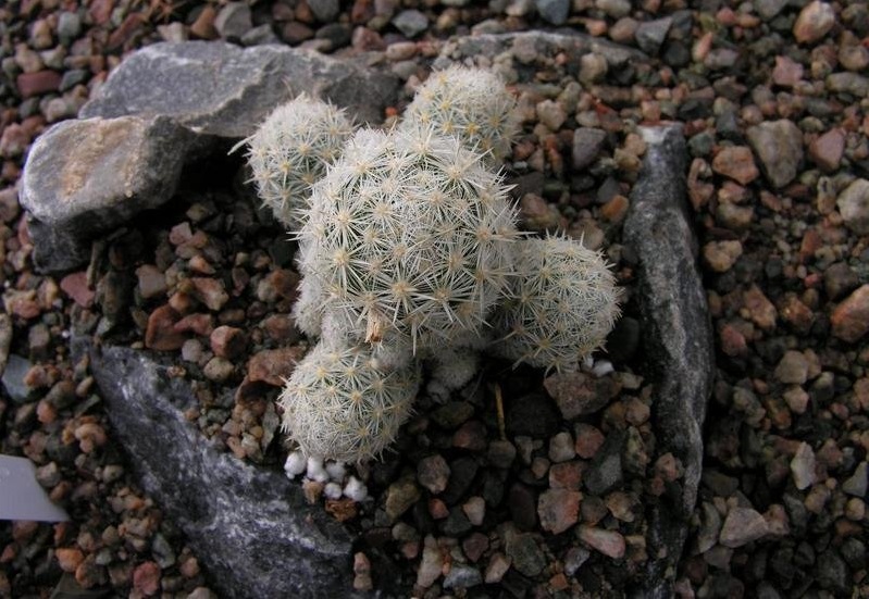 Lees Dwarf Snowball Cactus, Lee Pincushion Cactus