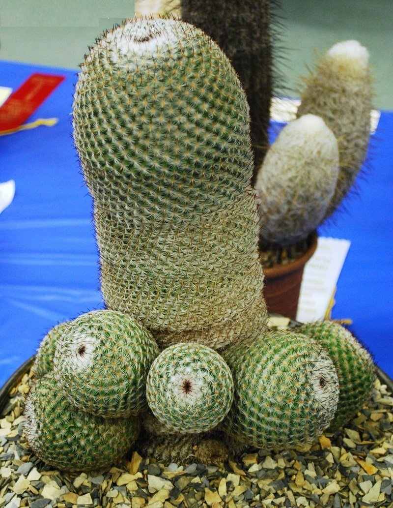 Mammillaria supertexta