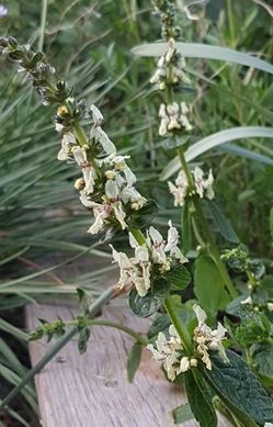 Stachys Species, Erba Della Paura