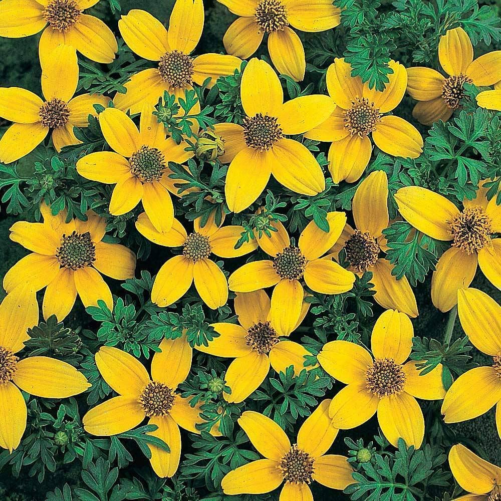 Bidens, Gold Coin, Goldmarie Golden Eye