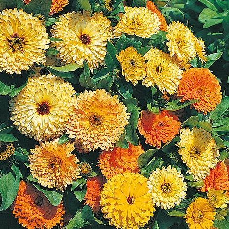 Calendula, English Marigold, Pot Marigold Art Shades Mixed
