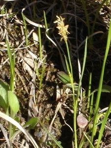 Crawes sedge