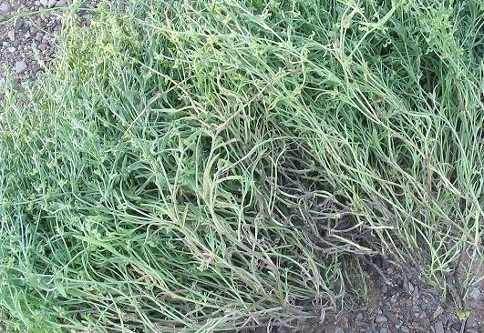 Curvenut Combseed