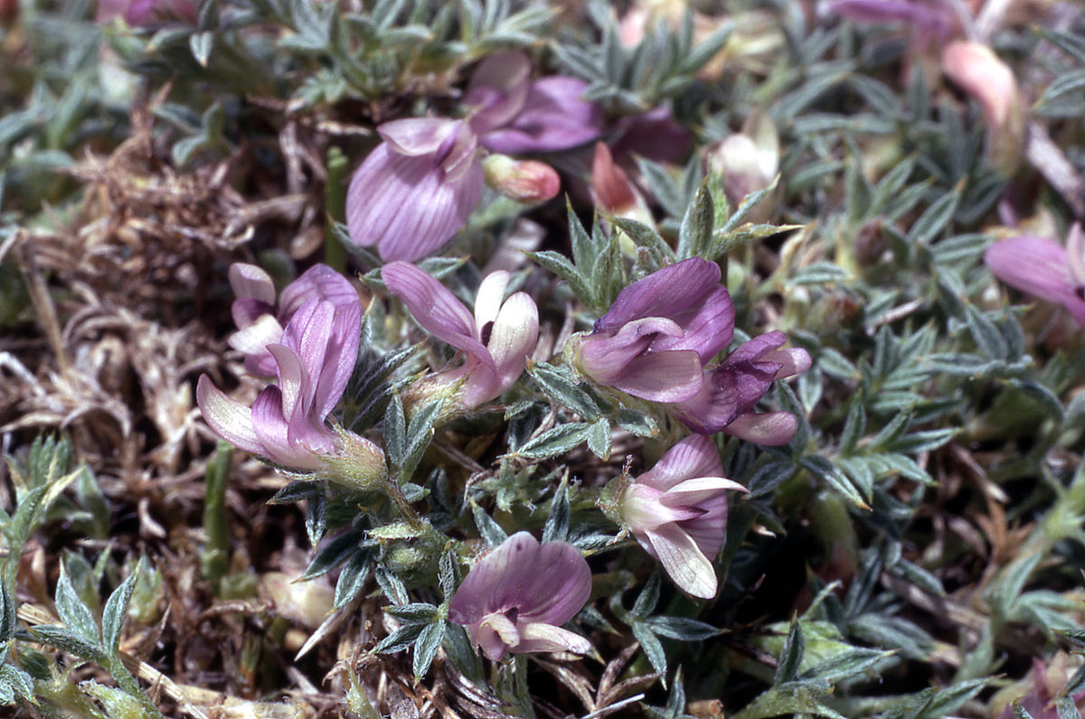 Astragalus Species, Spiny Milkvetch