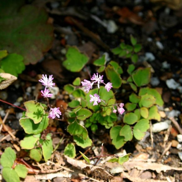 Dwarf Rue