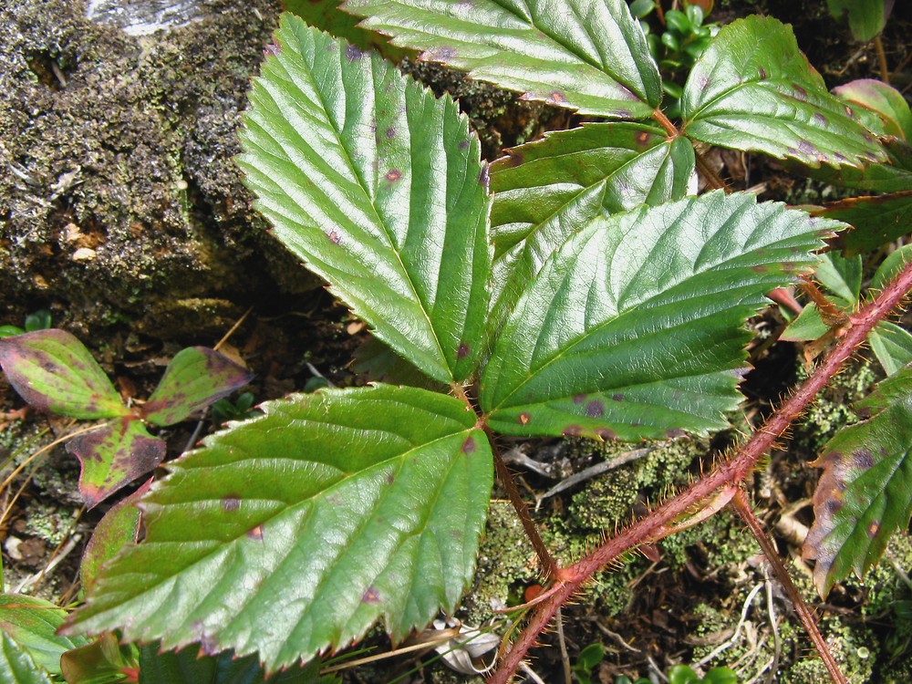 Bristly Dewberry