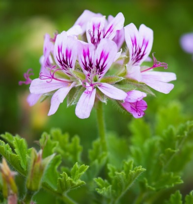 Scented Geranium Camphor Rose