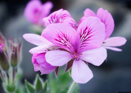 Scented Geranium Dorcas Brigham Lime