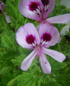 Scented leaf Pelargonium Frensham Lemon