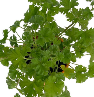 Scented Geranium Tutti Frutti