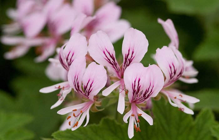 Scented Geranium Grace Thomas