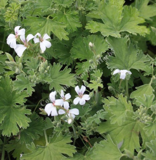 Scented Geranium Lillian Pottinger