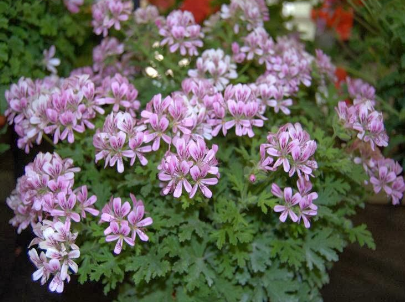 Scented Geranium Little Gem