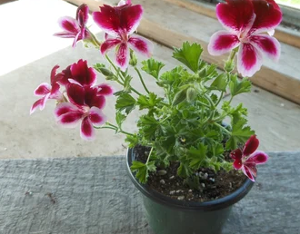 Scented Geranium Ocean Wave