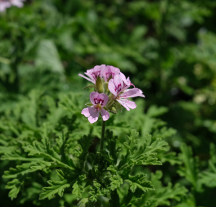 Scented Geranium Old Rose