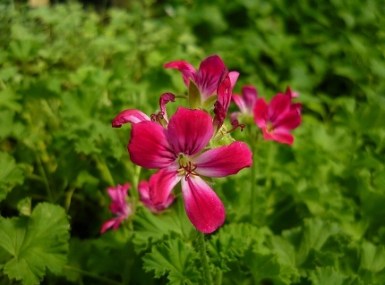 Scented Geranium Pink Champagne
