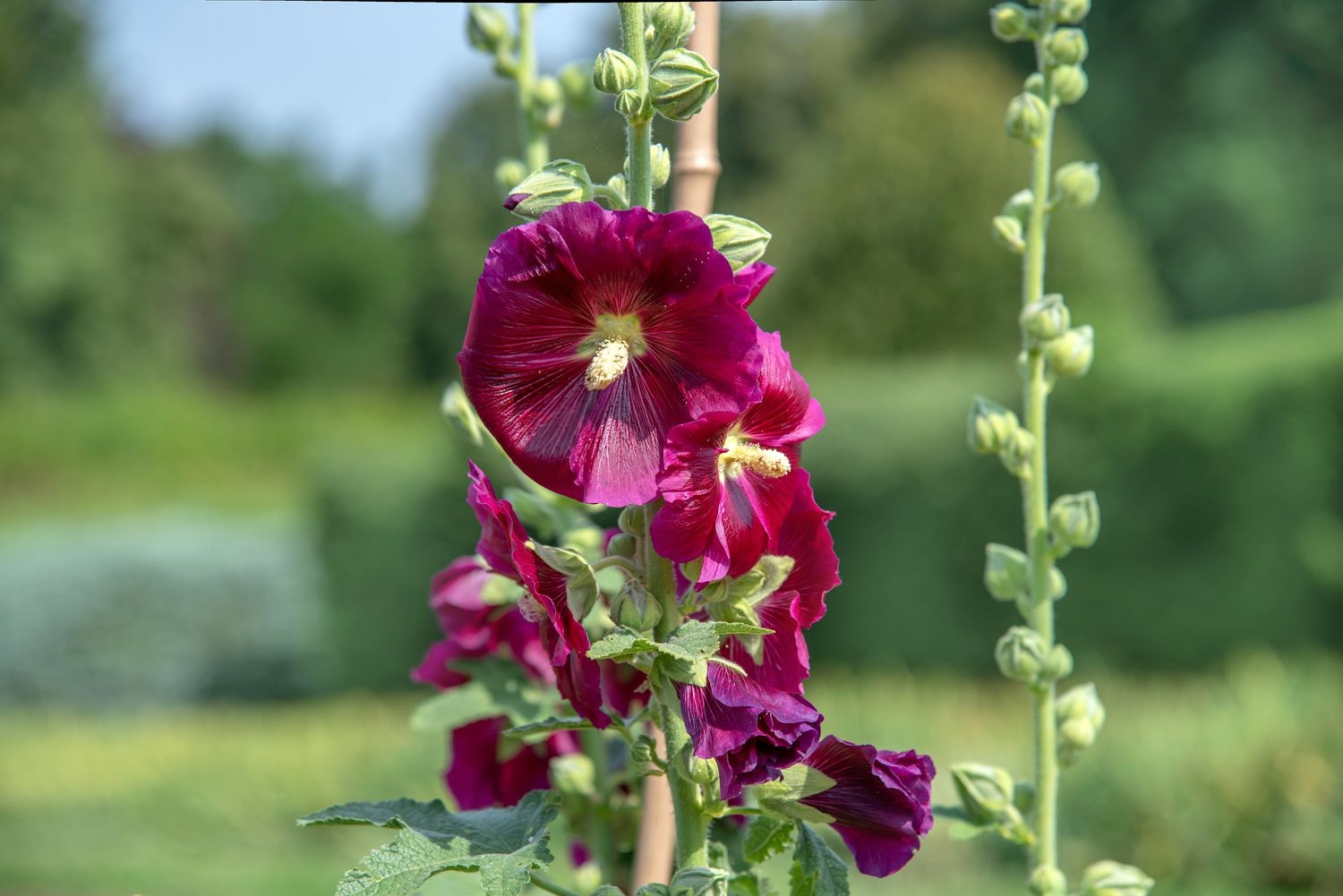 Alcea, Common Hollyhock, Garden Hollyhock Pinafore