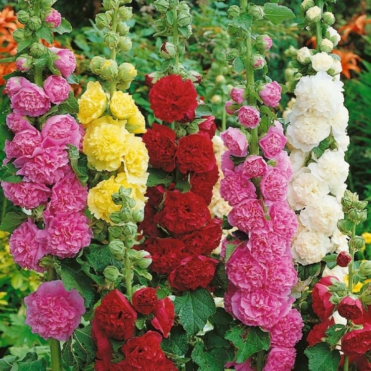 Alcea, Common Hollyhock, Garden Hollyhock Powderpuff Mix