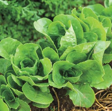 Lettuce, Butterhead Lettuce Little Gem-Pearl