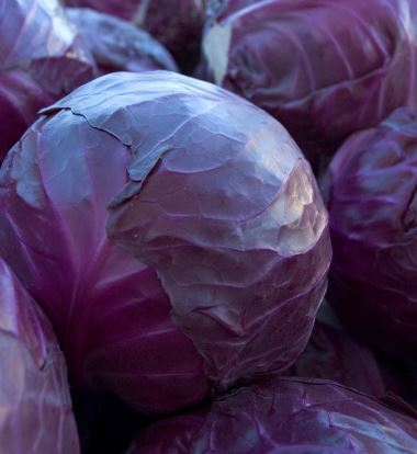 Cabbage, Red Red Ball