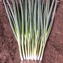 Allium, Garden Onion, Bunching Onion Savel