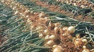 Allium, Garden Onion, Edible Onion Ada