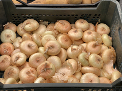 Allium, Borettana Onion, Cipollini Onion, Cipolline Onion, Cippolini Onion, Italian Button Onion 'Red Genovese'
