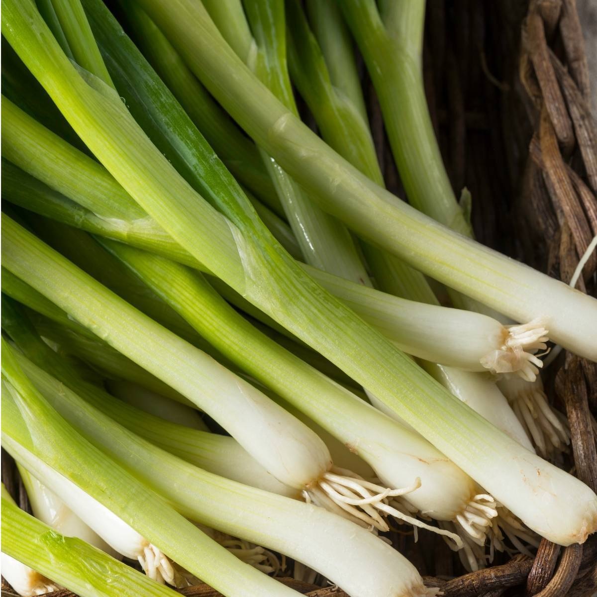 Allium, Garden Onion, Bunching Onion Alpina