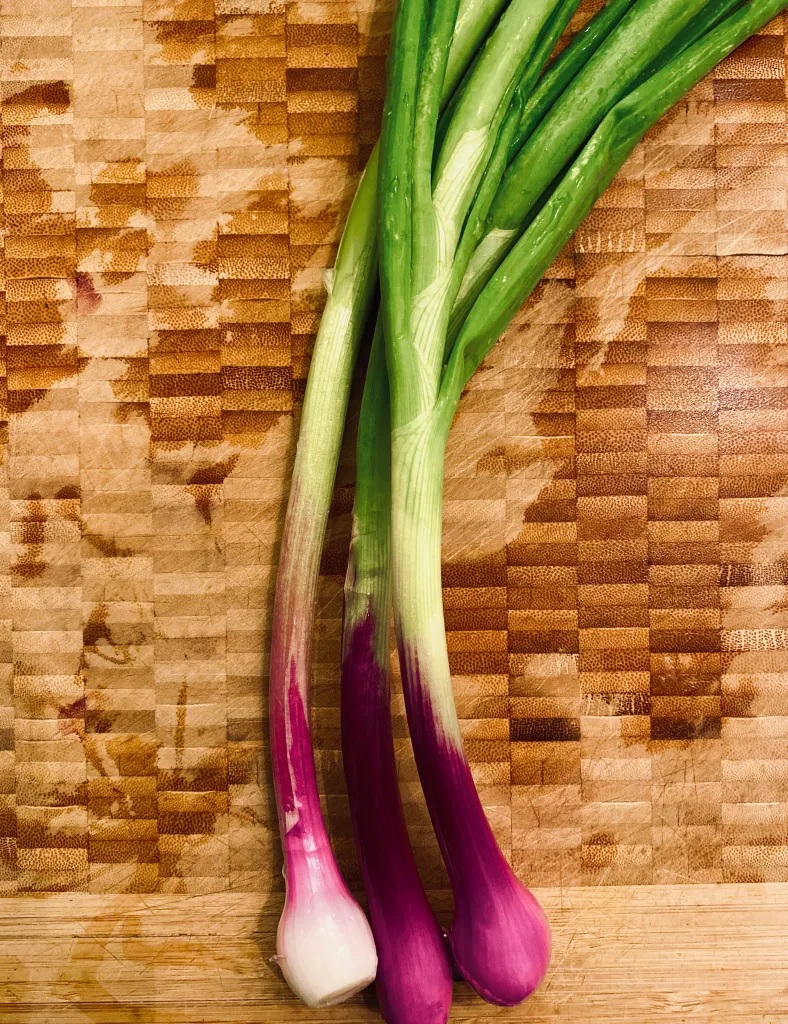 Allium, Garden Onion, Bunching Onion Antilla Red