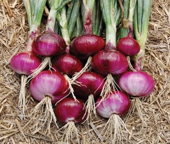 Allium, Garden Onion, Bunching Onion 'Baby Adavantage Brand'