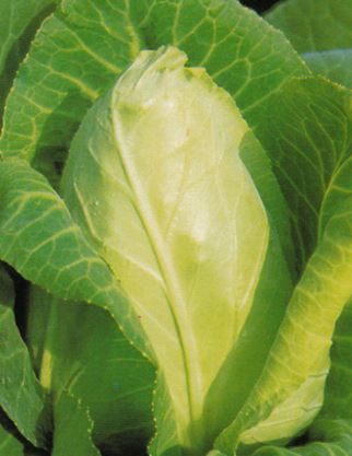 Cabbage Oxheart Large