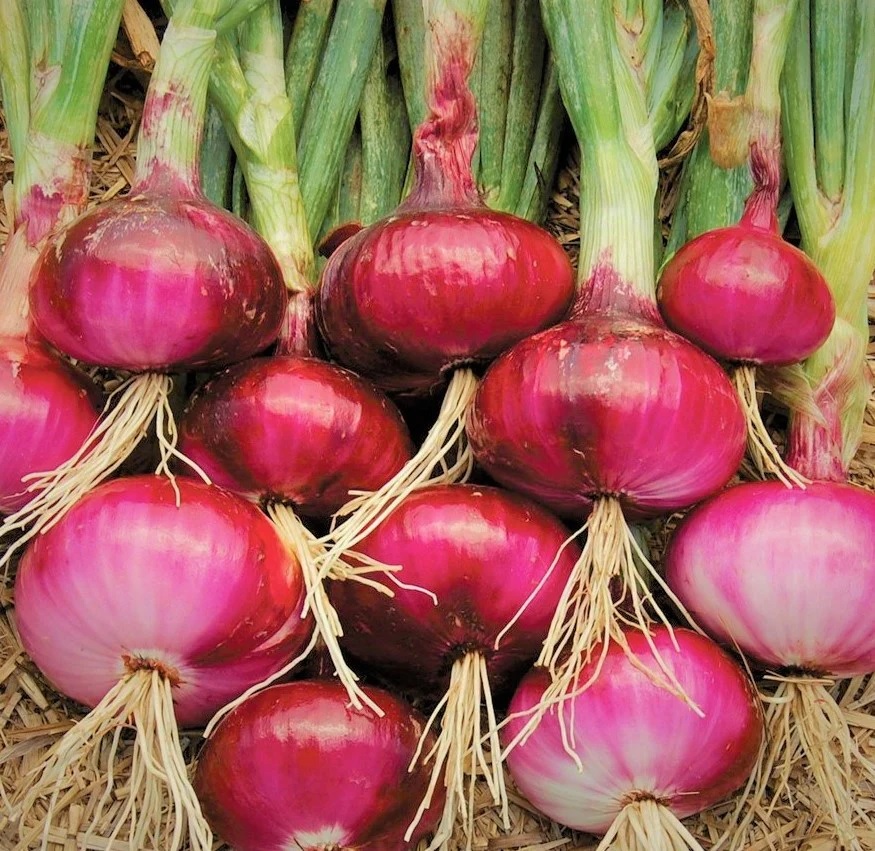 Allium, Garden Onion, Cippolini, Red Onion Red Marble