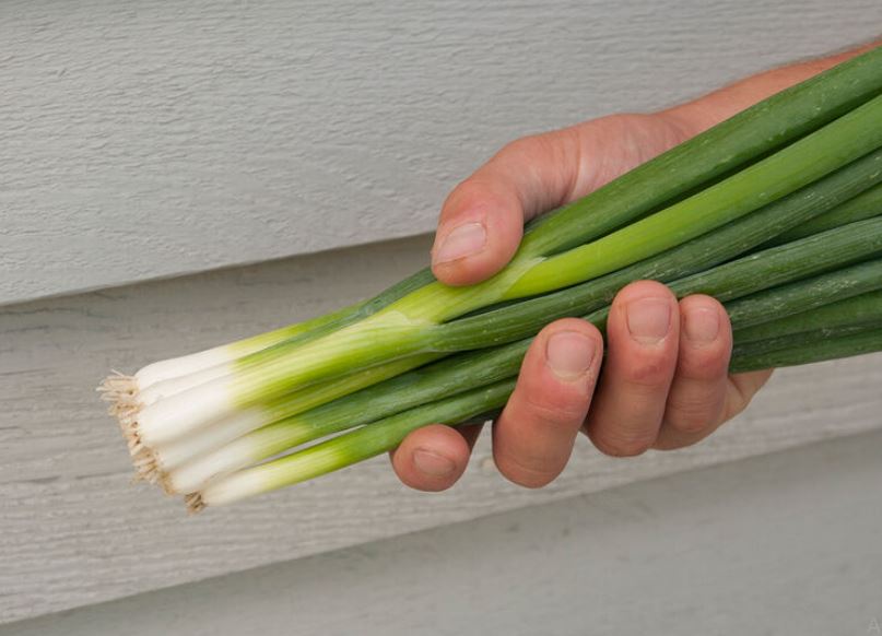 Allium, Garden Onion, Bunching Onion Nepechan