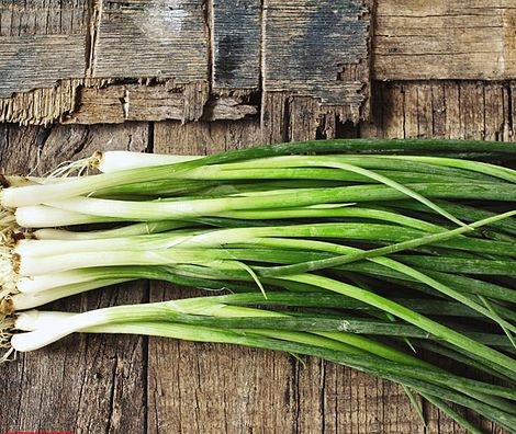 Allium, Garden Onion, Bunching Onion Winter White
