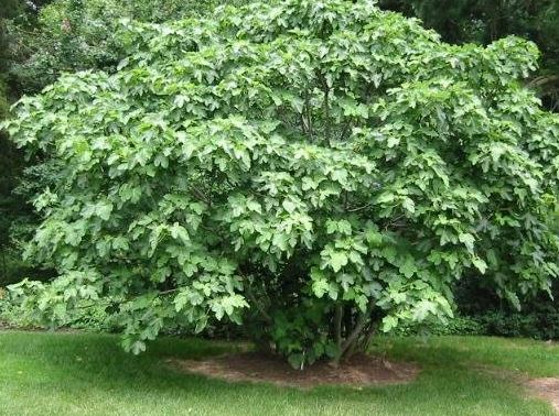 Ficus, Common Fig, Edible Fig, Higo Brown Turkey