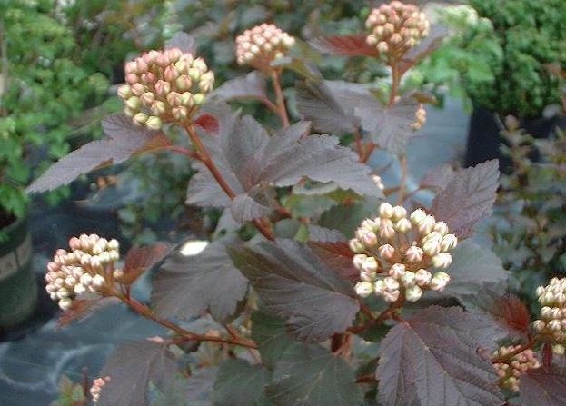 Physocarpus, Ninebark, Purple Ninebark Monlo