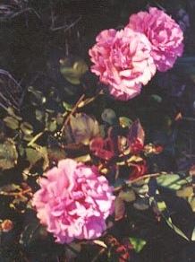 Floribunda Rose Angel Face